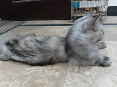 selling my cat