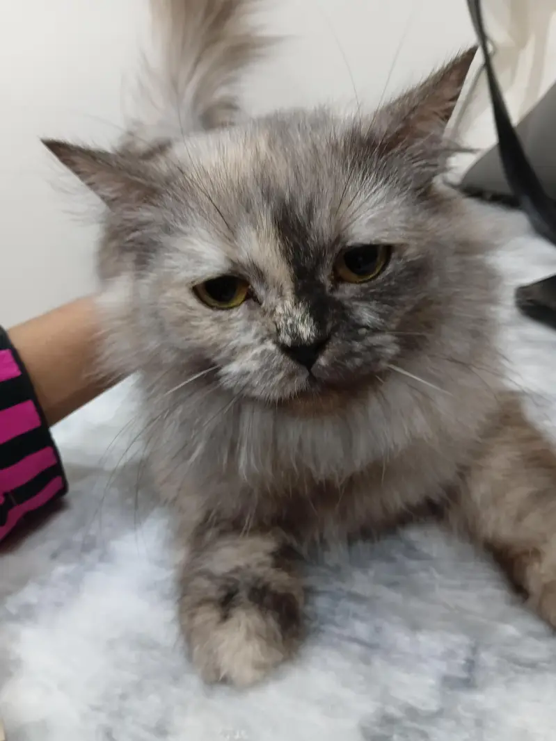 selling my cat — photo 2