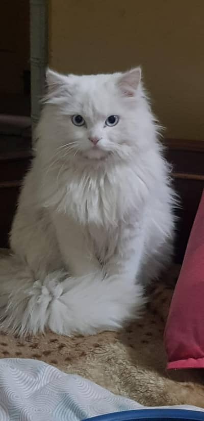 Turkish Angora (Persian) cats for breeding only.