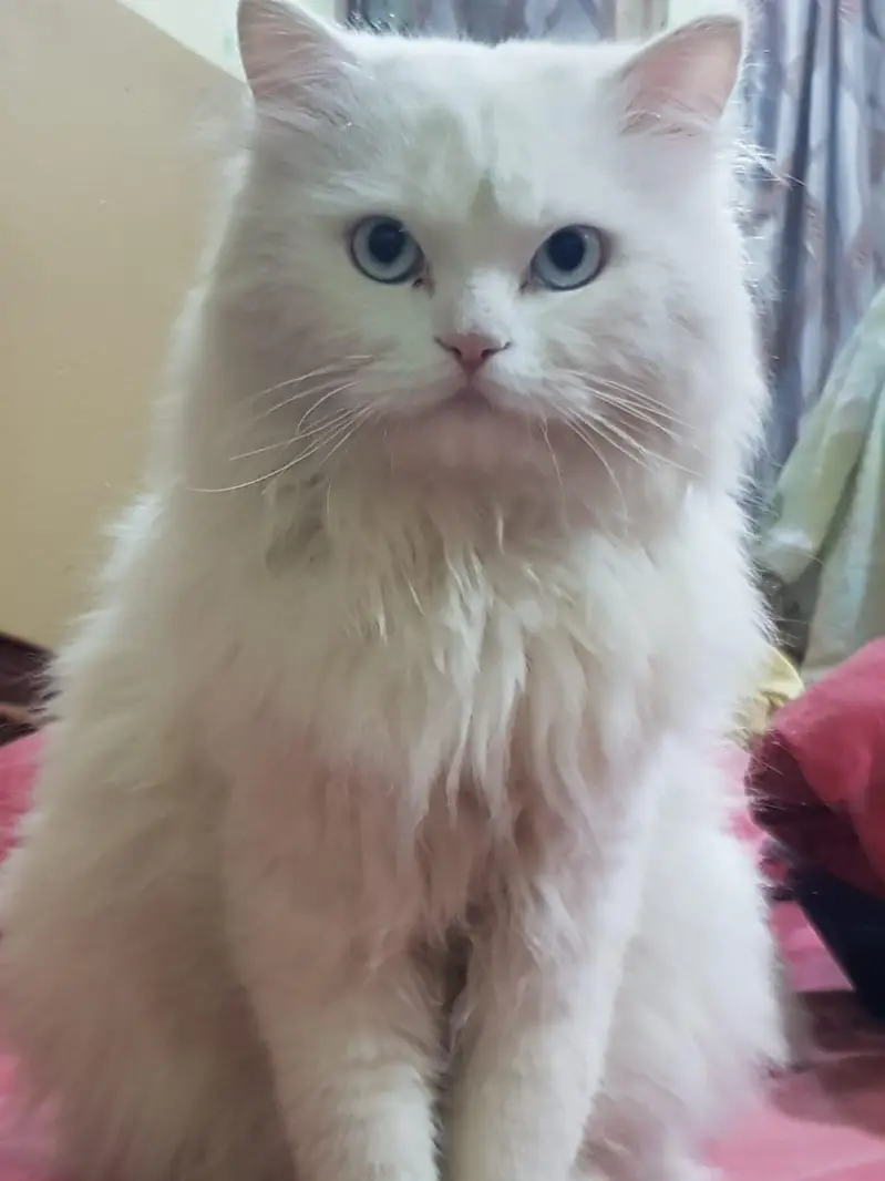 Turkish Angora (Persian) cats for breeding only. — photo 2