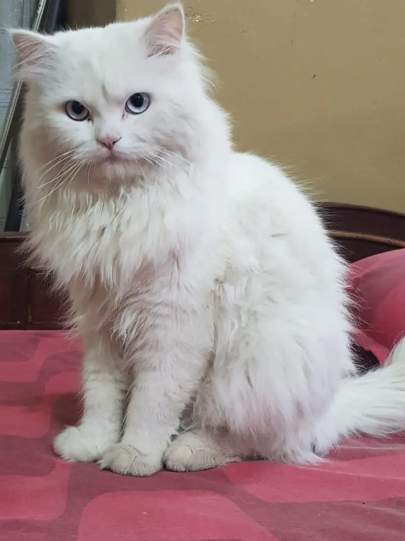 Turkish Angora (Persian) cats for breeding only. — photo 3