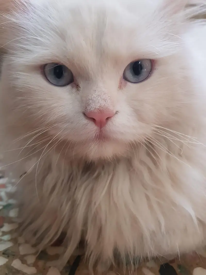 Turkish Angora (Persian) cats for breeding only. — photo 4