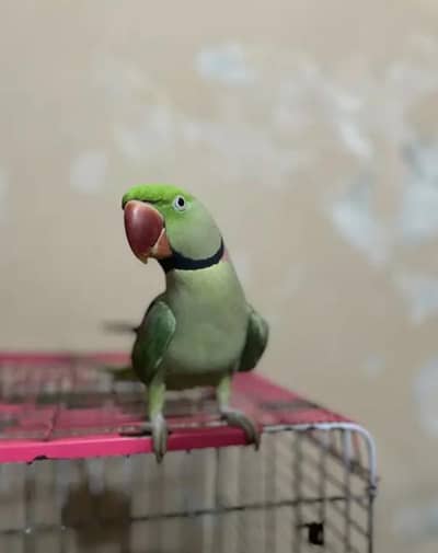 Raw parrot kashmiri acchi quality age 11 month