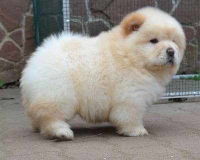 IMPORTED CHOW CHOW PUPPIES ARE AVAILABLE FOR SALE