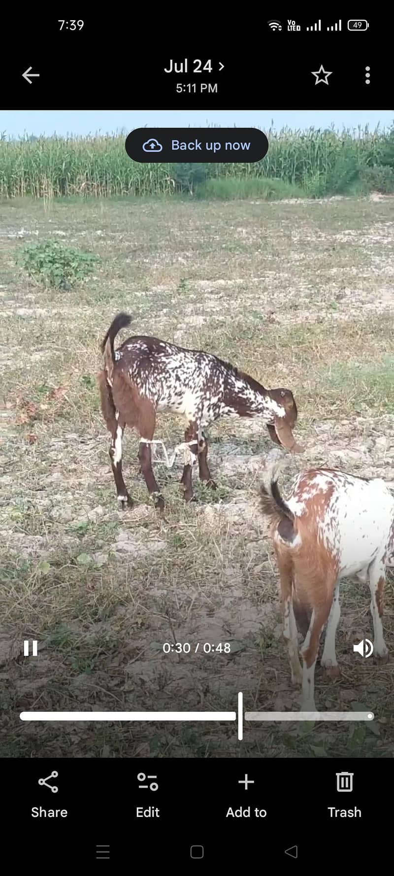 bakra 0