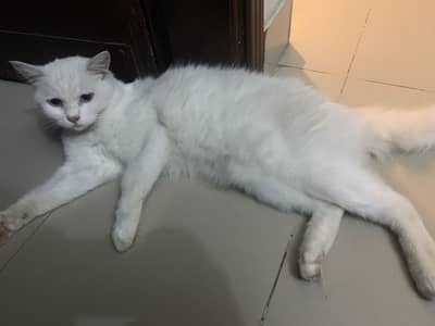 Persian cat