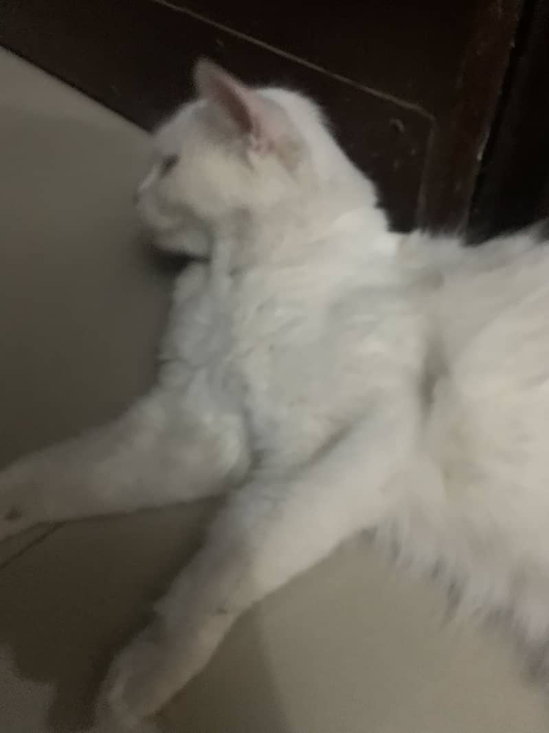 Persian cat 3