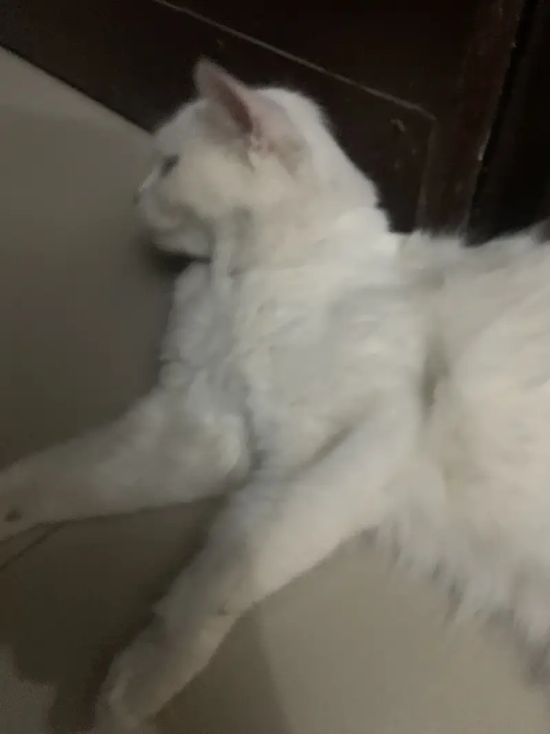 Persian cat — photo 4