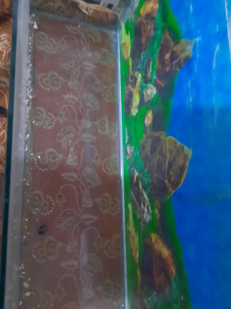 37 inches fish aquarium with all the accessories + 1 year+ food — photo 2