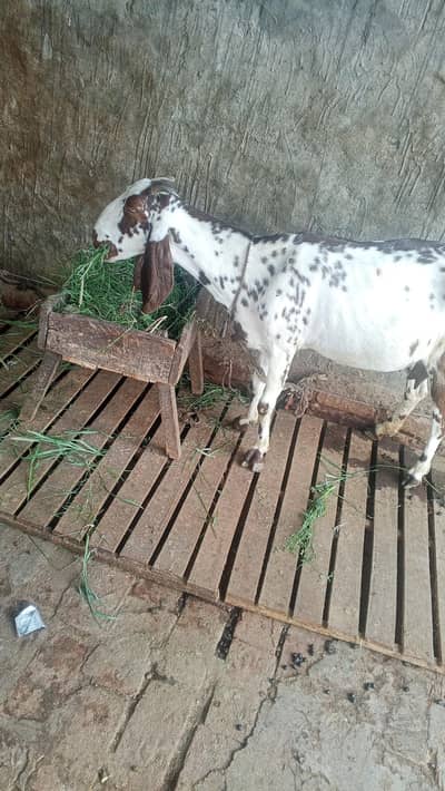 Desi Bakri