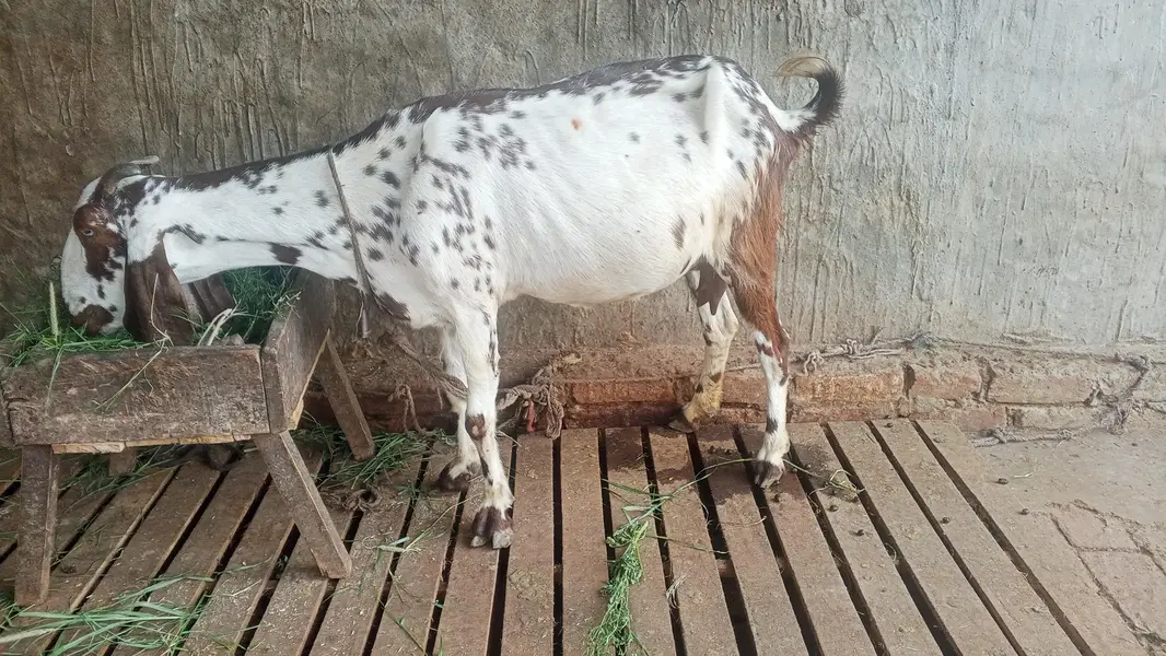 Desi Bakri — photo 2