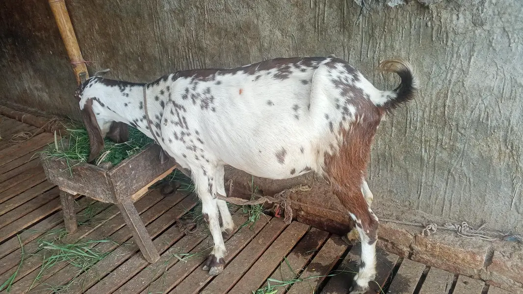 Desi Bakri — photo 3