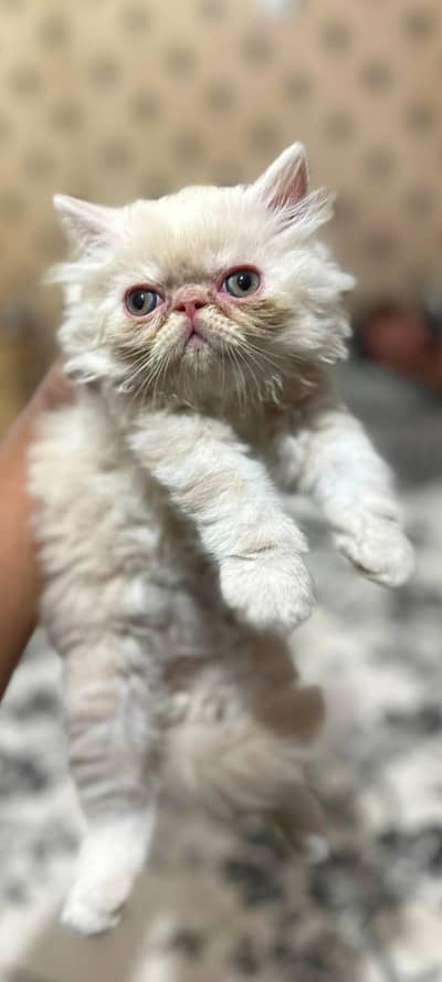 persian kitten punch face
