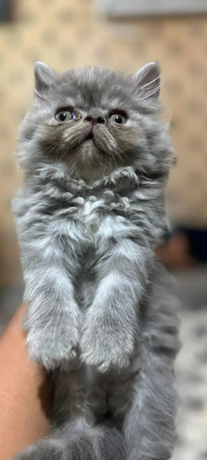 persian kitten punch face — photo 2