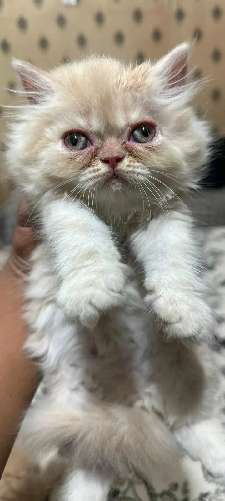 persian kitten punch face — photo 3