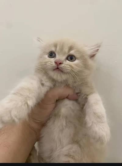 cash on delivery available Persian punch face cat kitten