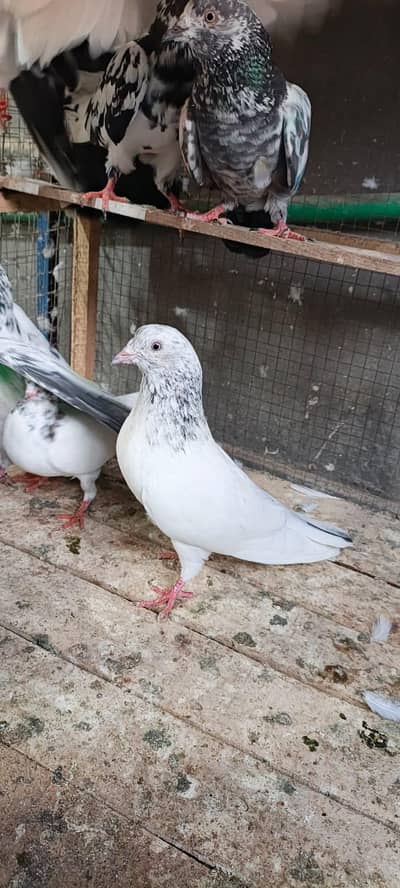 high flyers pigeon for sale