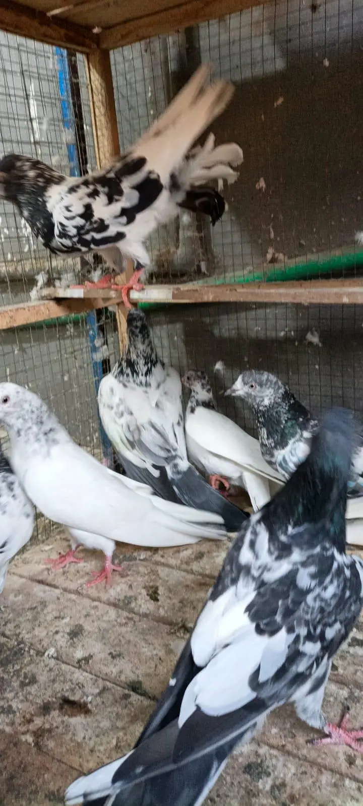 high flyers pigeon for sale — photo 2
