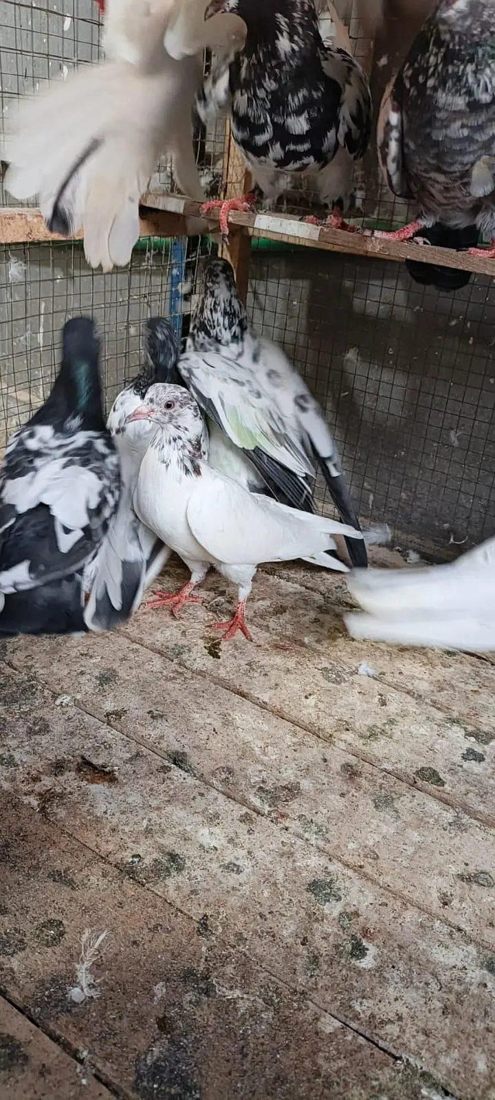 high flyers pigeon for sale — photo 3