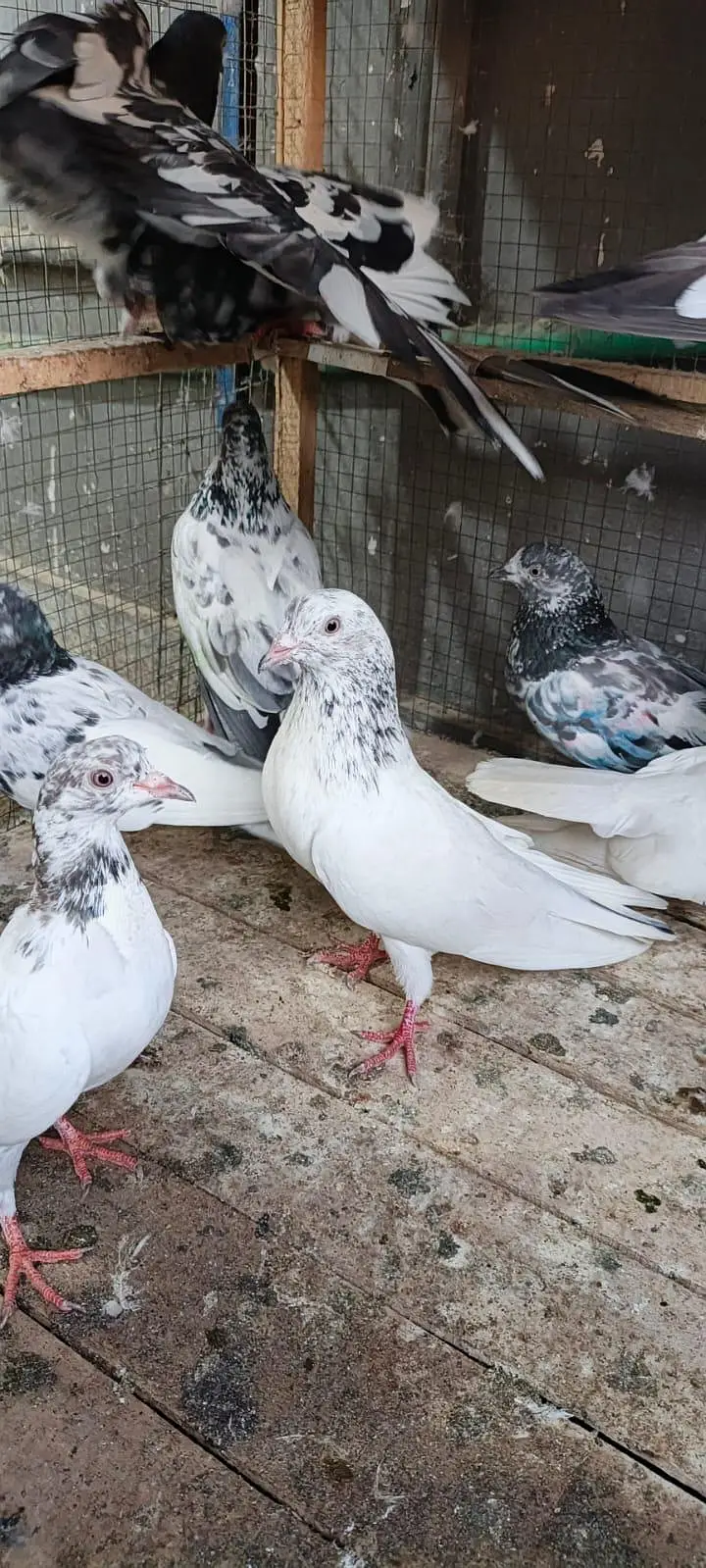 high flyers pigeon for sale — photo 4