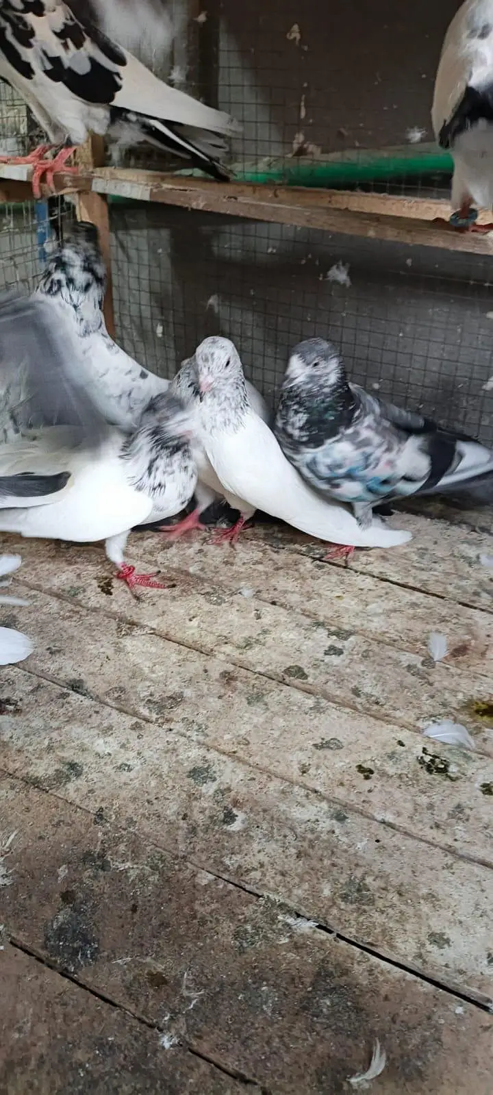 high flyers pigeon for sale — photo 5