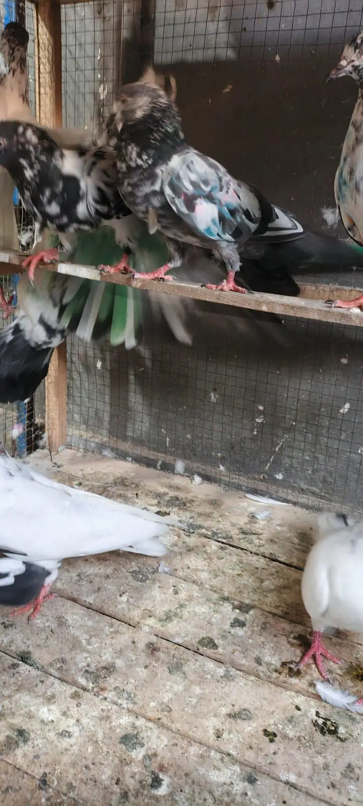 high flyers pigeon for sale — photo 6