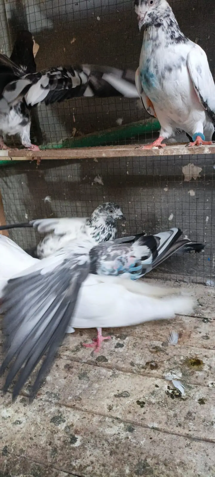 high flyers pigeon for sale — photo 7
