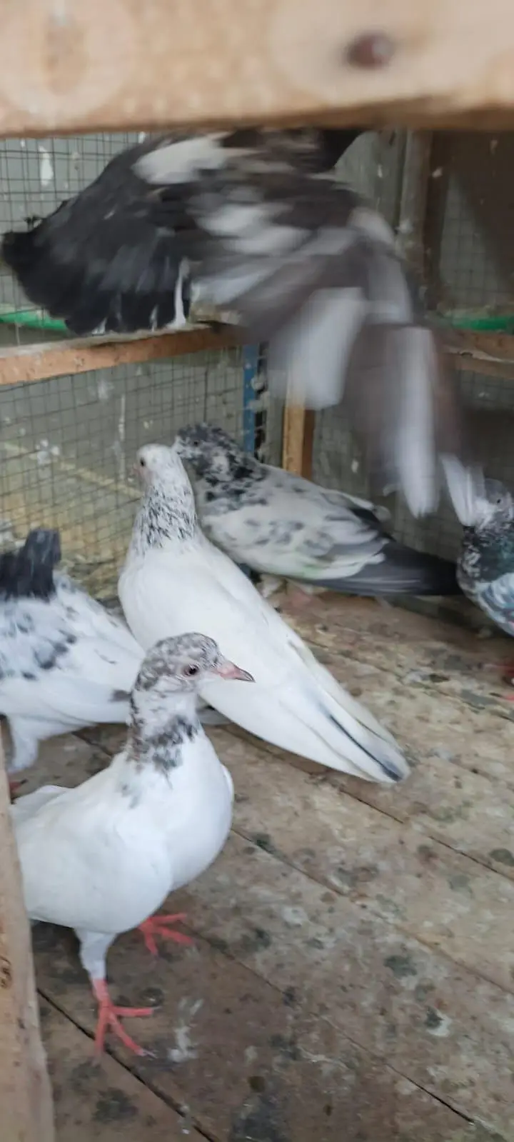 high flyers pigeon for sale — photo 8