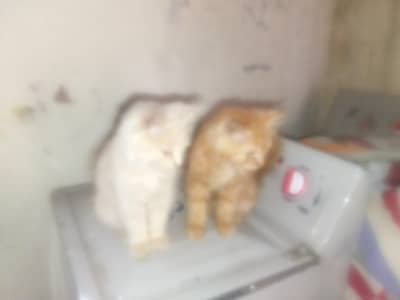 Persian cat