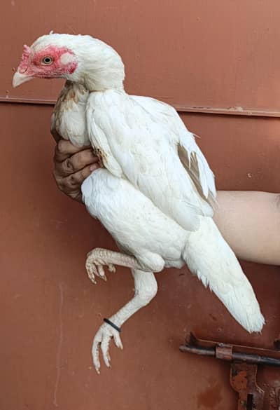 High Quality Home Breed Pathi