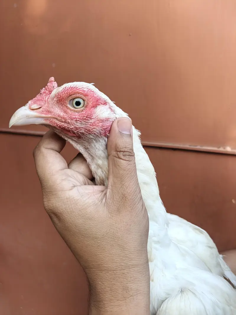 High Quality Home Breed Pathi — photo 2