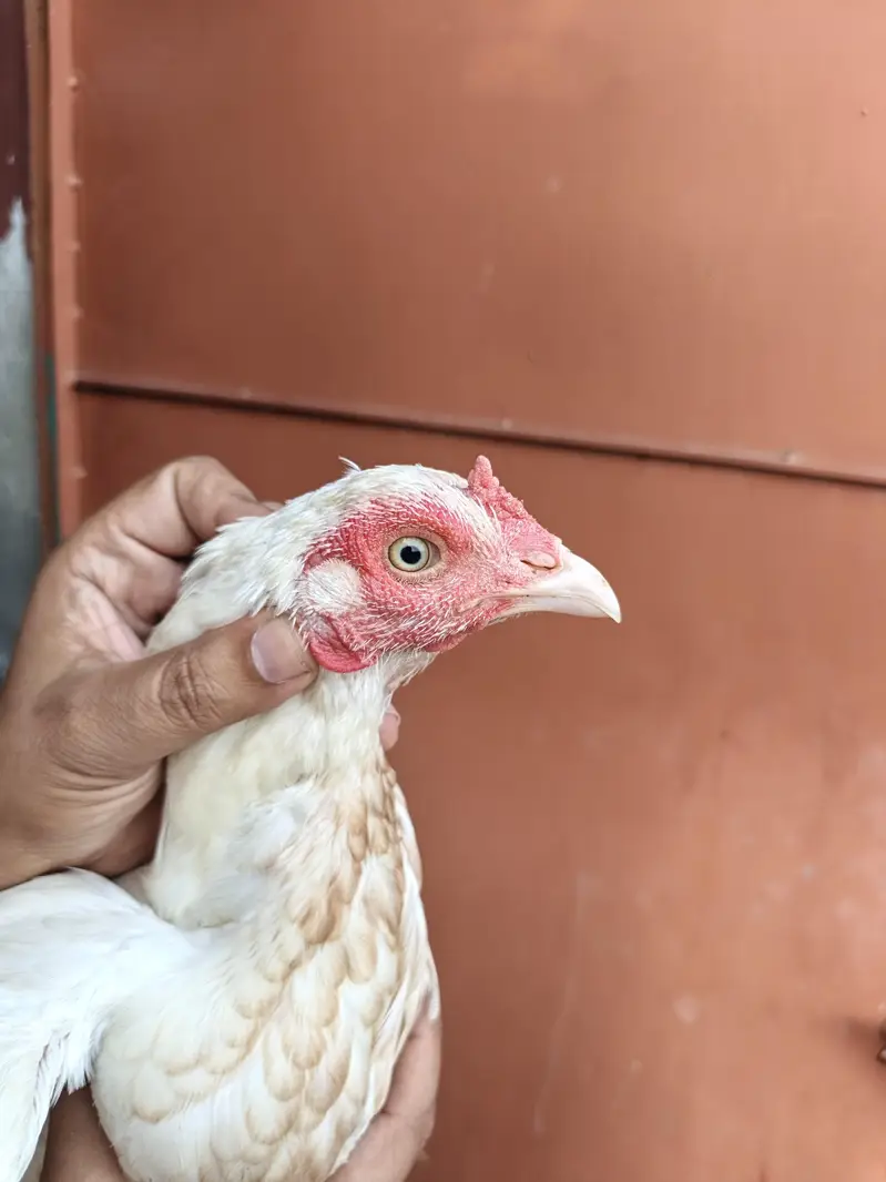 High Quality Home Breed Pathi — photo 3
