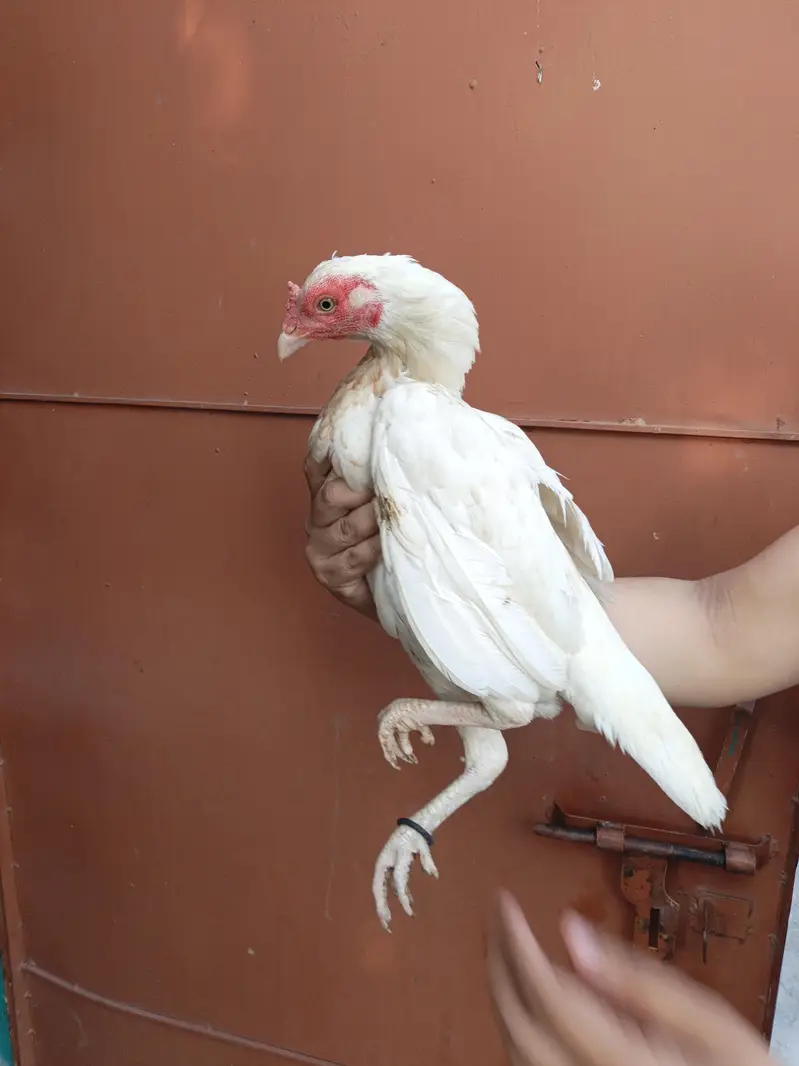 High Quality Home Breed Pathi — photo 4