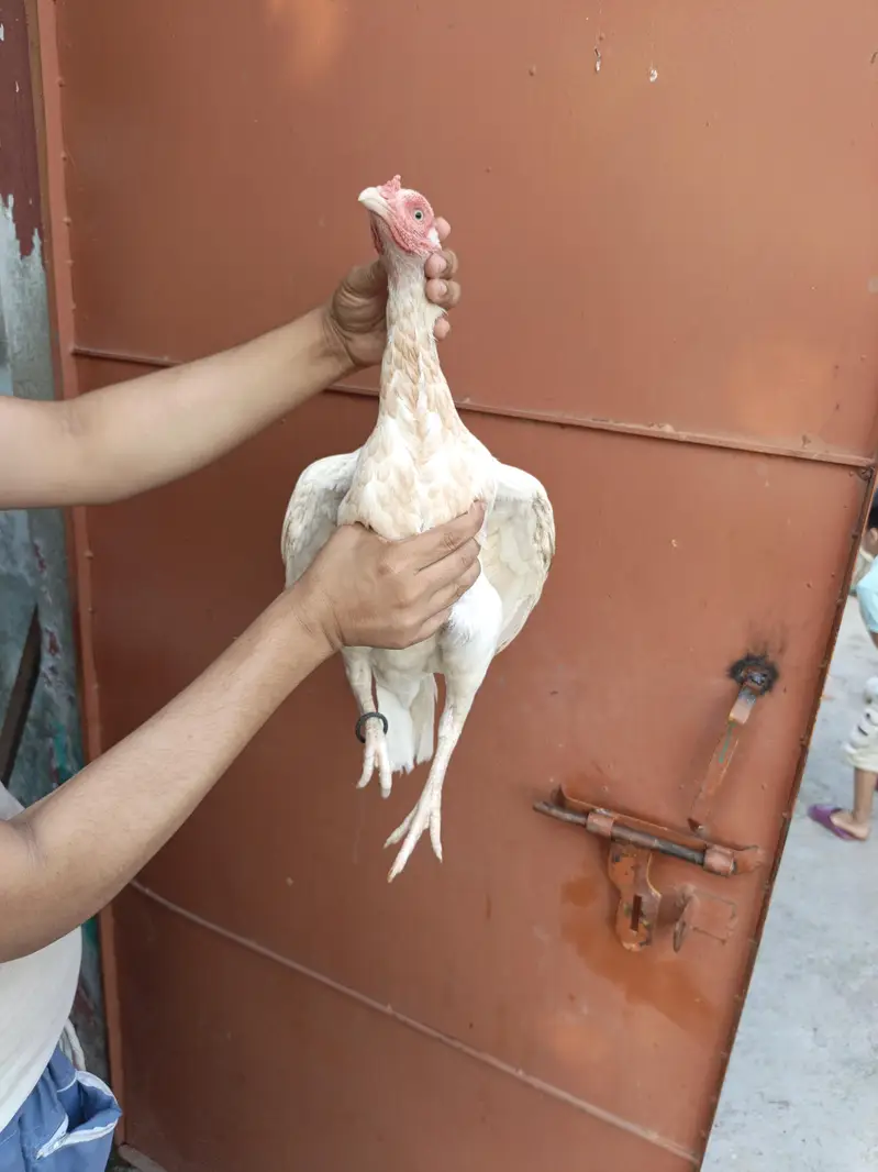 High Quality Home Breed Pathi — photo 6