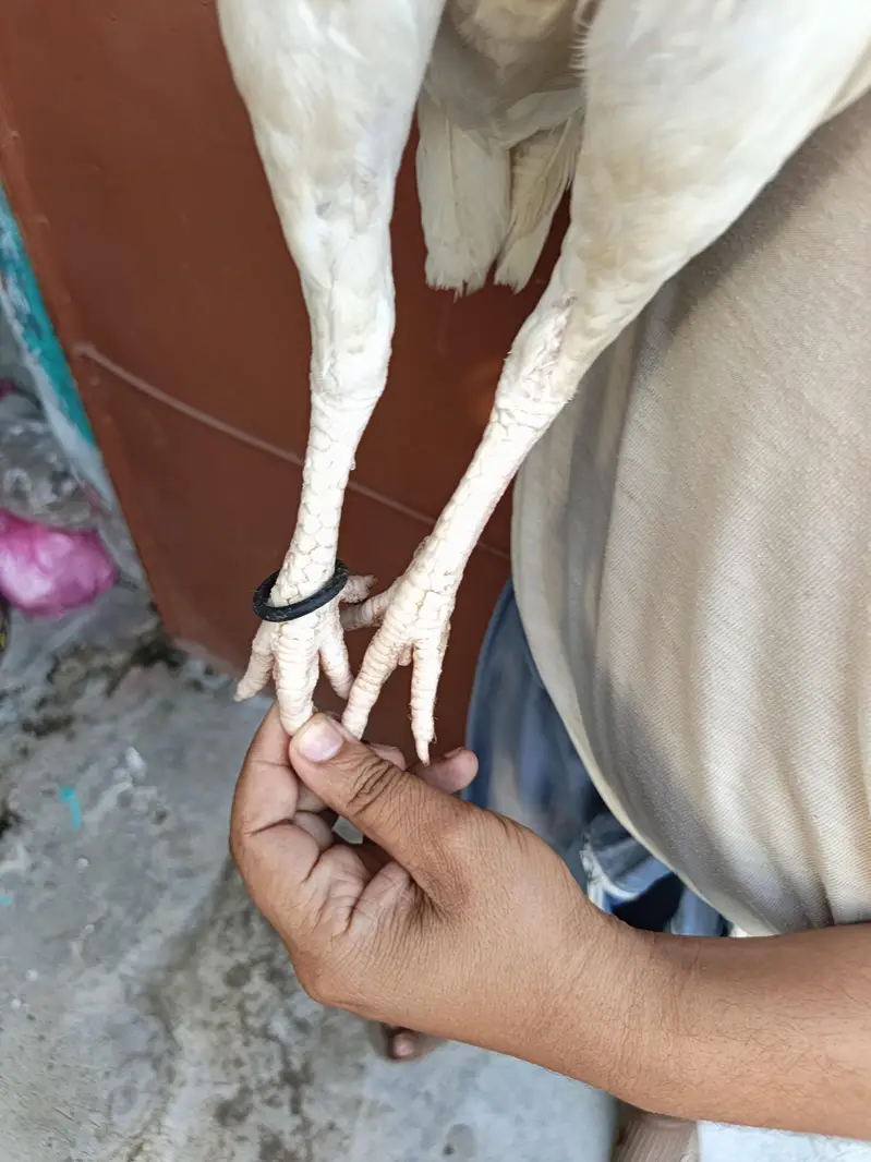 High Quality Home Breed Pathi — photo 7