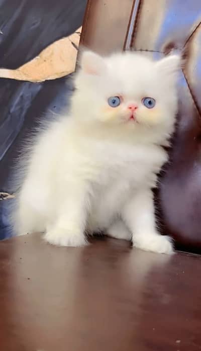 person cat for triple court vaccination all okay 2month age