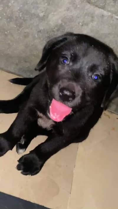 Black Labrador puppy