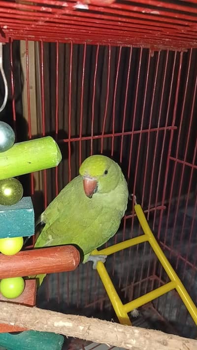 female breeder ringneck