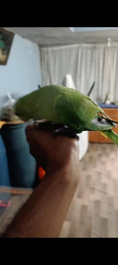 green Ningneck parrot