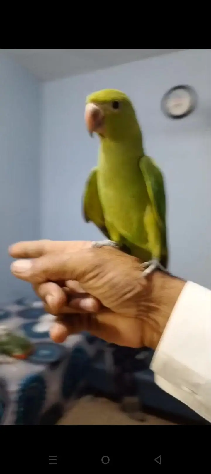 green Ningneck parrot — photo 4