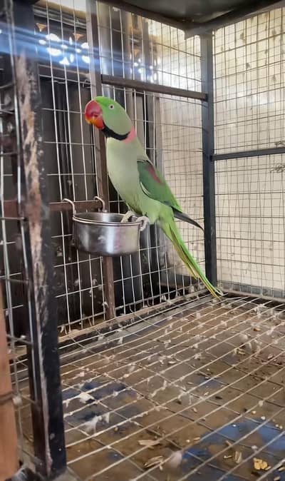 kashmiri raw parrot 
