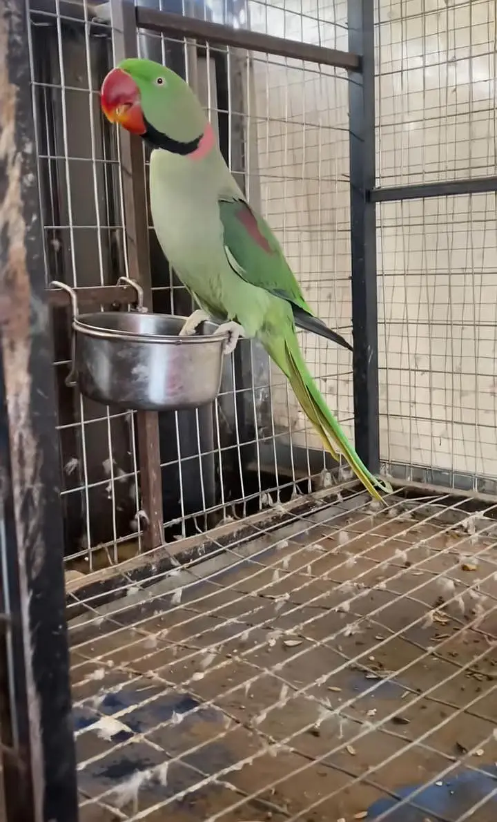 kashmiri raw parrot  — photo 2