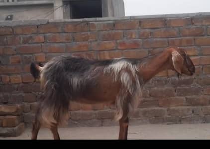Gaban Goat for Sale
