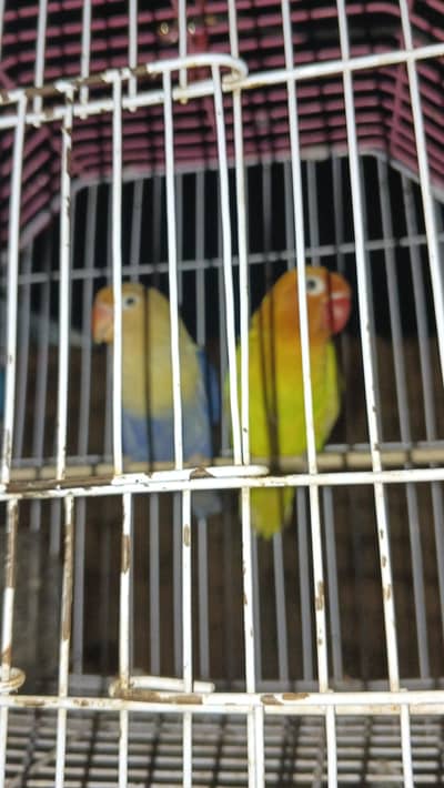 Argent for sale  Multan