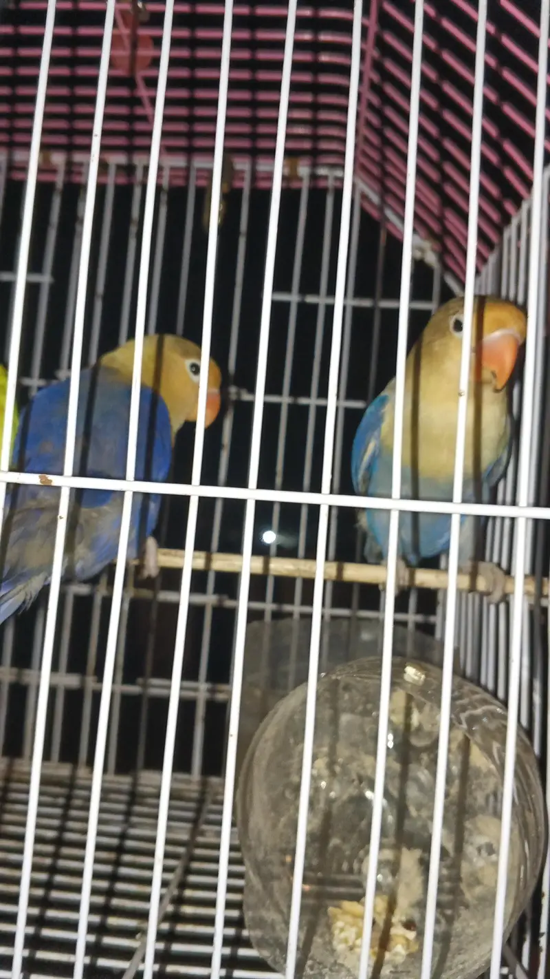 Argent for sale  Multan — photo 2