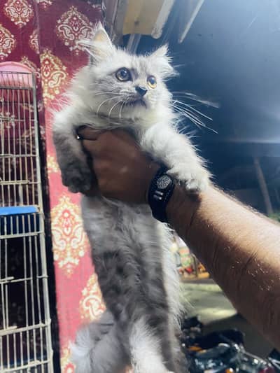 Persian Cat Triple Coat