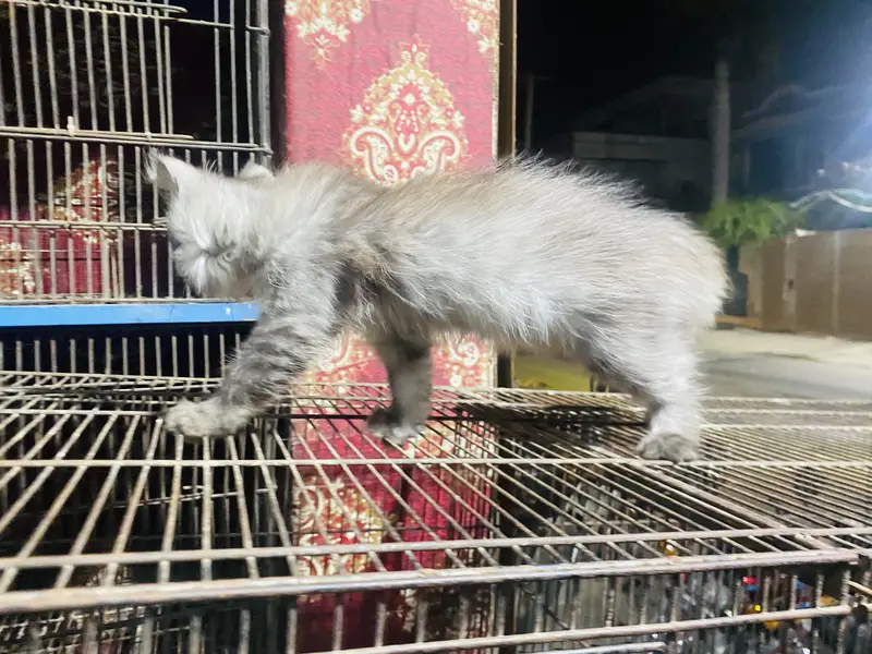 Persian Cat Triple Coat — photo 3