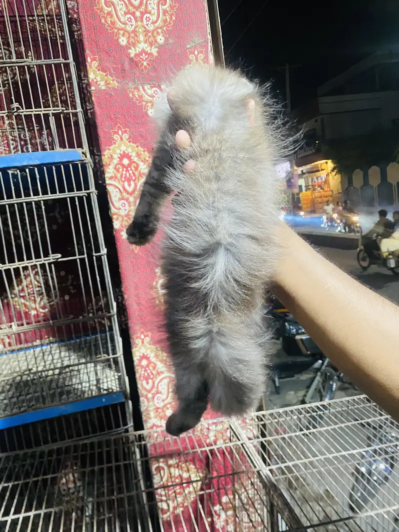 Persian Cat Triple Coat — photo 4