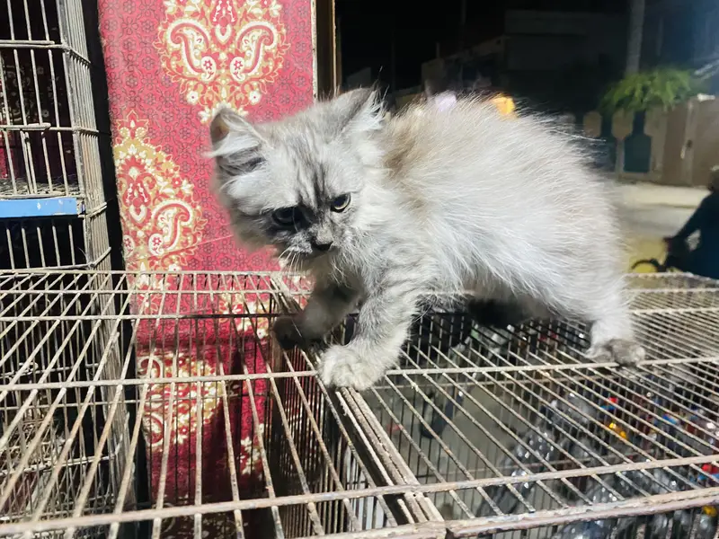 Persian Cat Triple Coat — photo 5