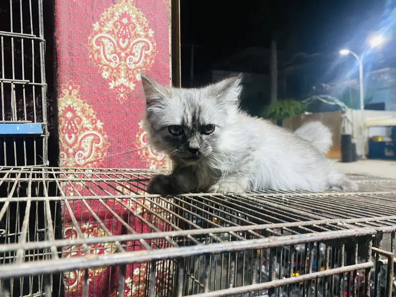 Persian Cat Triple Coat — photo 6